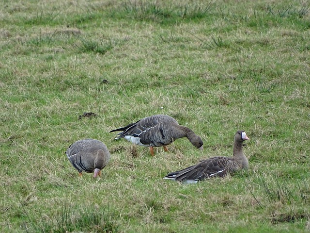 國際米蘭的 國際米蘭的